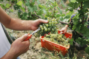 Weinlese im niederösterreichischen Kamptal. Foto: ÖWM/Komitee Kamptal