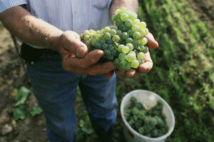 Weinlese im niederösterreichischen Kamptal. Foto: ÖWM/Komitee Kamptal