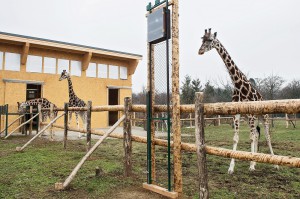 ... stolzieren die Giraffen in ihrem Ausweichquartier umher. Foto: Daniel Zupanc