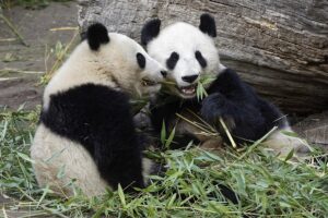 Fu Bao mit seiner Mutter Yang Yang. Foto: Tiergarten Schönbrunn/Norbert Potensky