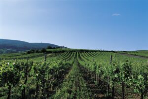 Weingärten in Traiskirchen in dem Weinbaugebiet Thermenregion in Niederösterreich. Foto: Österreich Wein Marketing/Armin Faber 