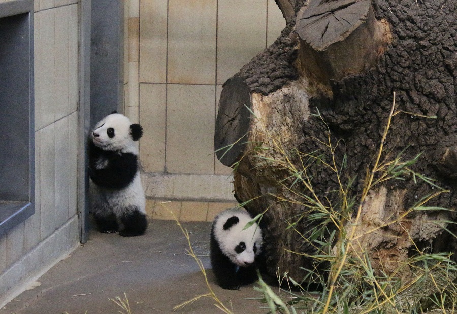 Választ Hegy Korszerűsítés Wien Tiergarten Panda Cukorka Béke Támogatás