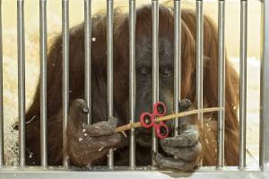 Nonja am Kontaktgitter im Trainingsbereich. Es gibt keinen direkten Kontakt zwischen Tierpflegern und Orang-Utans. Foto: Daniel Zupanc 