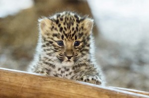 Neugierig beim Erkunden der Welt zeigt sich dieser kleine Leoparden-Nachwuchs im Zoo Wien. Foto: Daniel Zupanc 