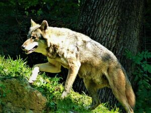     Ein ganz und gar nicht böser Wolf erklimmt die Hügellandschaft seines Geheges. Foto: oepb