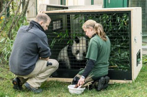 Die Tierpfleger Renate Haider und Markus Domanegg bereiten die Pandas behutsam für die große Reise vor. Foto: Daniel Zupanc