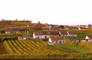 Herbst-Impressionen aus dem Weinbaugebiet Kamptal in Niederösterreich. ÖWM / Komitee Kamptal 