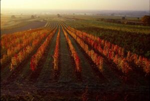 Blick auf einen herbstlichen Weingarten im Burgenland. Foto: ÖWM / Lukan 