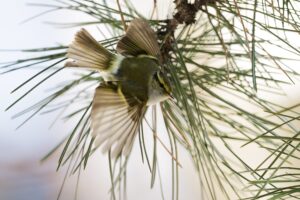 Die Sichtung des seltenen Goldhähnchen-Laubsängers dieser Tage in Wien stellt laut Archiv von BirdLife Österreich ...