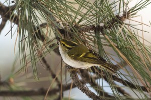 .. den zweiten Nachweis des seltenen Vogels in Österreich dar. Beide Fotos: Leander Khil