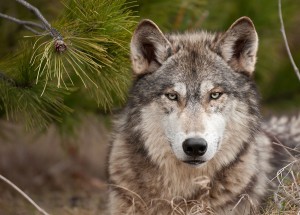 Vermehrt wird ³Isegrim² wieder in den heimischen Wäldern gesichtet. 2016 beispielsweise im niederösterreichischen Waldviertel bei Allensteig gab es erstmals nach 100 Jahren wieder einen Wolf-Nachwuchs zu verzeichnen. Foto: Thinkstock