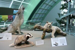 Blick auf Wolf und Konsorten im Haus für Natur im Museum Niederösterreich. Foto: Museum Niederösterreich