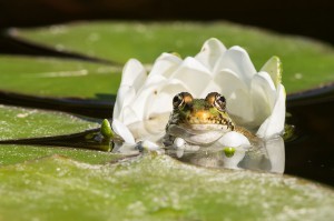 Frosch-Foto: Daniel Zupanc