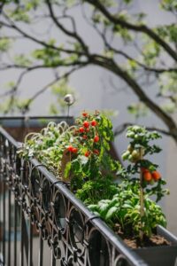 Auch am Balkon ist ein gesunder Bio-Gemüsegarten möglich. Foto: Marion Vicenta Payr / @ladyvenom / Buero de Martin 