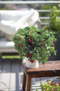 Bei bellaflora gibt es auch eine große Auswahl an Balkon-Himbeeren. Foto: Volmary GmbH 