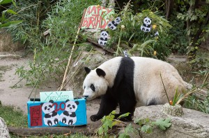 Panda-Geburtstagskind Yuan Yuan. Foto Daniel Zupanc