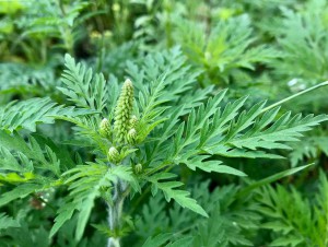 Ragweed-Traubenkraut. Foto: Museum NÖ - shutterstock