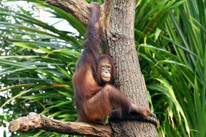 Foto: © Zoo Rostock / Joachim Kloock